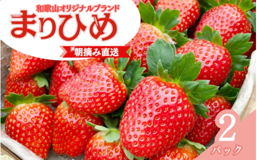 【先行予約】特大まりひめ いちご 朝摘 6個～11個入り×2パック  ※2027年1月中旬～2027年3月末頃に順次発送予定（お届け日指定不可）/ いちご 苺 まりひめ 和歌山 フルーツ  果物 くだ