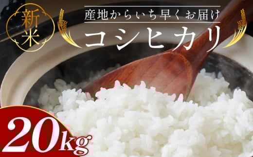 新米 コシヒカリ 20kg - 新米 お米 おこめ 国産 米 精米 ひのひかり ごはん 白米 ご飯 おにぎり おむすび 料理 調理 高知県 香南市 常温 at-0034