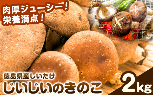 じいじいのきのこ 2kg しいたけ《30日以内に出荷予定(土日祝除く)》一般社団法人美馬観光ビューロー 徳島県 美馬市 生しいたけ(菌床) 特産品 美馬市産 シイタケ 椎茸 揚げ物 煮物 鍋料理 BBQ 野菜 肉厚 送料無料 st-p