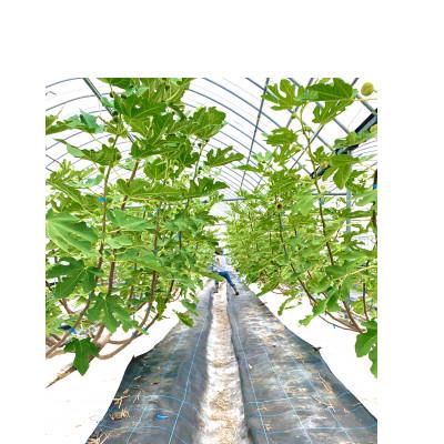 ふるさと納税 うきは市 【2026年産先行受付】いちじく(とよみつひめ8パック) 102-0209 |  | 03