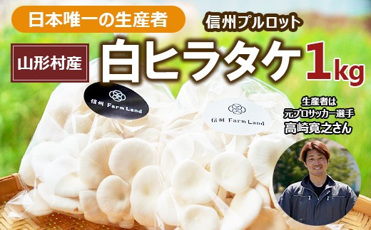 
3701 長野県山形村産 白ヒラタケ「信州プルロット」
