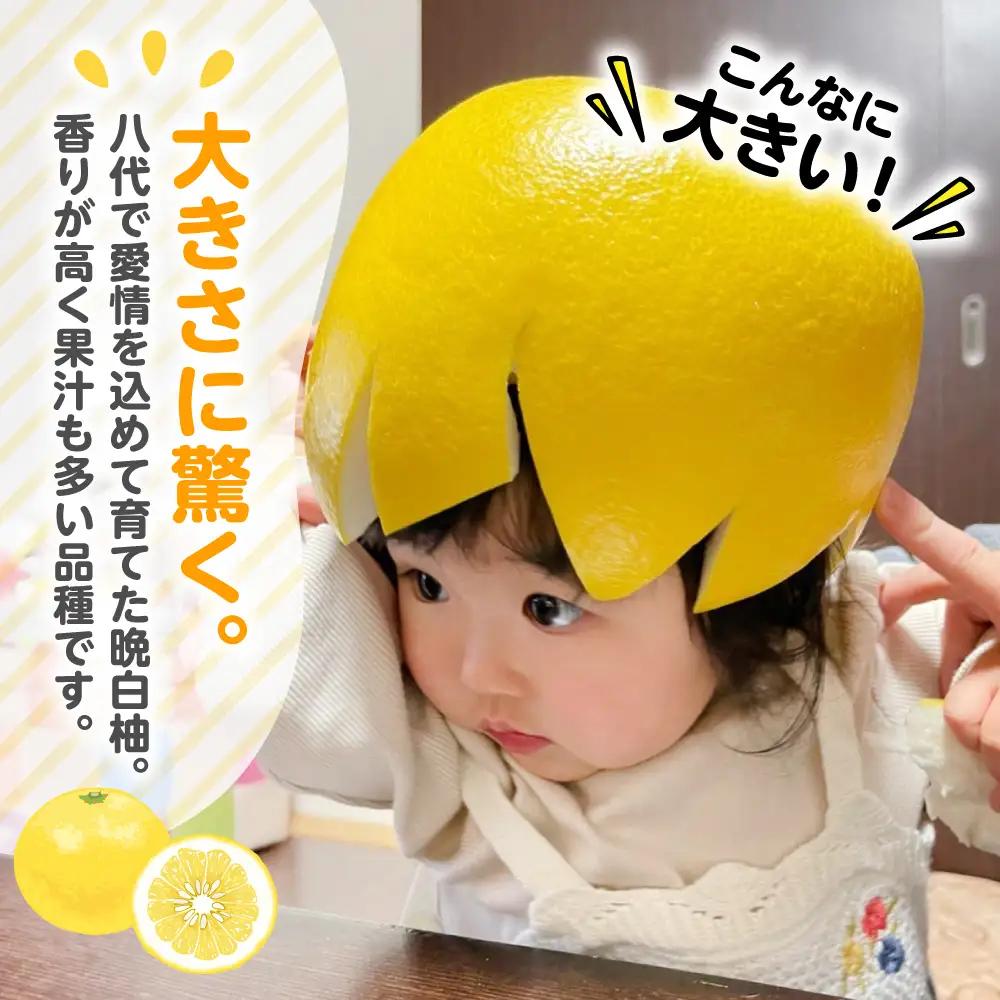 柑橘 【先行予約】熊本県 八代市産　晩白柚　1玉 2Lサイズ 約2kg 【2027年1月上旬より順次発送】 柑橘