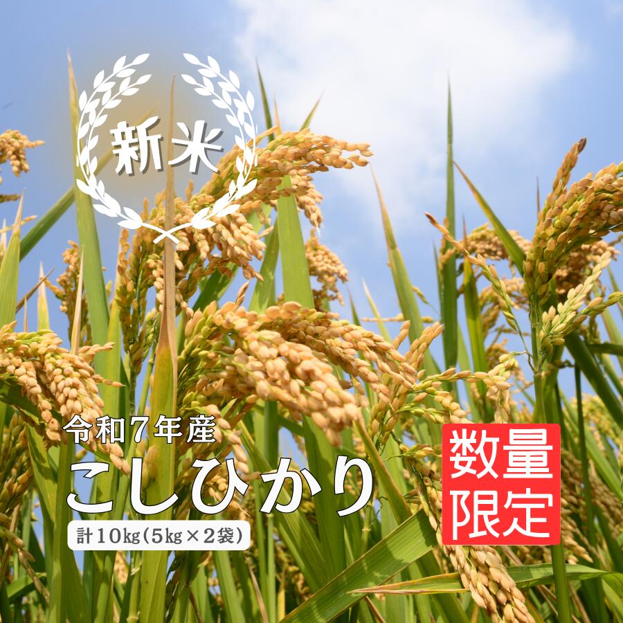 【ふるさと納税】令和7年産 しまね川本 こしひかり 10kg(5kg×2) 島根県 川本町産 藤屋 石見米