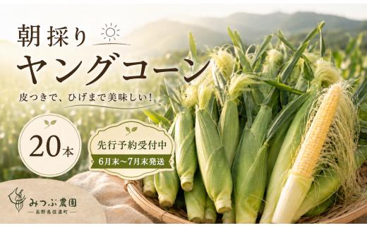 【2026年先行予約】信濃町直送！みつぶ農園の朝採れヤングコーン 20本（ひげ付き・クール便）