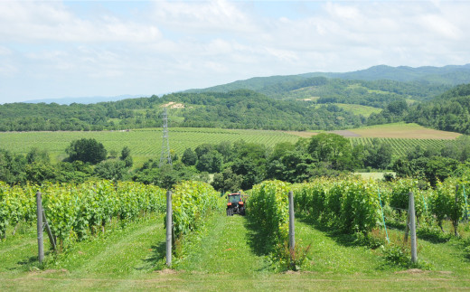 三國シェフ推奨！山崎ワイン(赤・白２本セット)各750ml《2026年1月下旬発送予定》【01008】