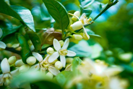 ポメロウォーター（1本 100ml）