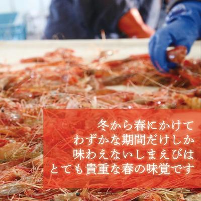 ふるさと納税 乙部町 <シマエビ(冷凍)　1kg>甘く濃厚な味わい! 北海道 道産 国産 乙部町産 しまえび 海老 日本海 |  | 01