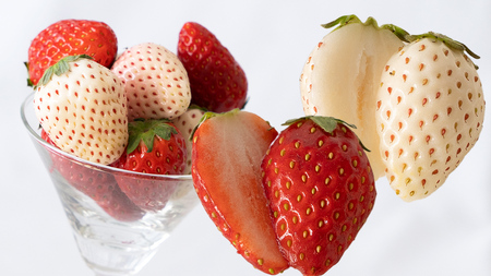 赤白いちごの宝石箱アソート 36粒 【2025年12月から発送開始】（茨城県共通返礼品 [いちご]：城里町産）