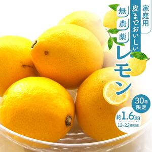 皮まで美味しい無農薬レモン　家庭用1.6kg【栽培期間中農薬不使用】