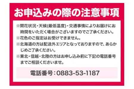 洋蘭 シンビジウム 5本 