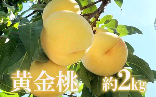 No.1704もも 黄金桃 約2kg 【2025年発送　先行予約】