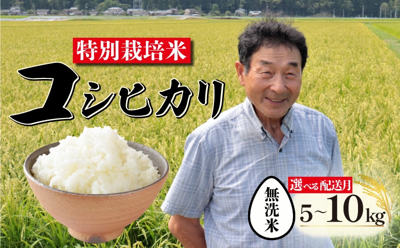 
            【先行予約 無洗米】特別栽培米 コシヒカリ 無洗米 選べる容量 ＆ 配送月 5kg 10kg  新潟 米 新潟県 こめ ご飯 ごはん おいしい こしひかり 新発田 新発田産 新潟産 朝食 昼食 夕飯 炊きたて 精米 success003P
          