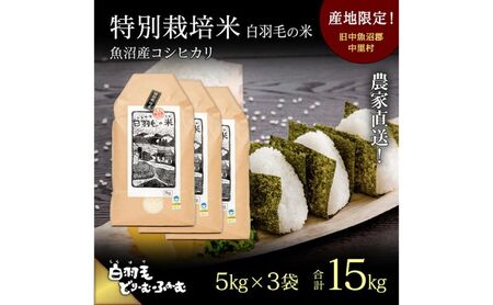 【通年受付】≪令和7年産≫ 農家直送！魚沼産コシヒカリ特別栽培「白羽毛の米」精米 (5kg×3袋) 15kg お米 白米 