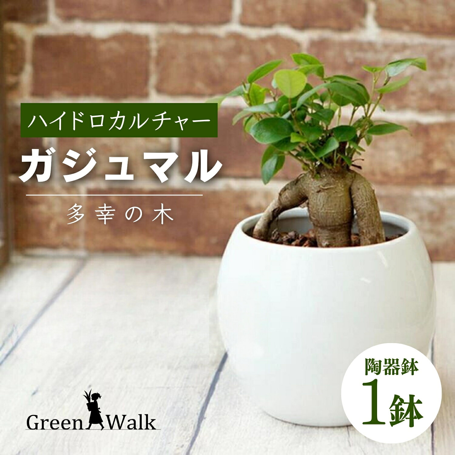 【ふるさと納税】観葉植物 ガジュマル ピュアボウル ハイドロカルチャー 陶器 鉢植え 土無し インテリア 緑 グリーン 植物 簡単 初心者 かわいい 自然 ガジュマル 緑 豊橋市 10000円 1万円 愛知県