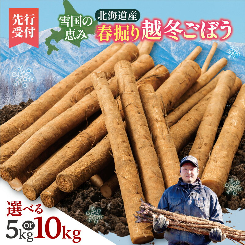 【ふるさと納税】【先行予約 2026年4月発送】北海道十勝清水町産 春掘り 越冬ごぼう 選べる 5kg 10kg 雪の下で甘み凝縮 手作業収穫 食物繊維豊富 新鮮野菜 学校給食採用 きんぴら 春の味覚 きんぴらごぼう 煮物 素揚げ 春野菜 旬の野菜 季節限定 北海道 清水町 送料無料