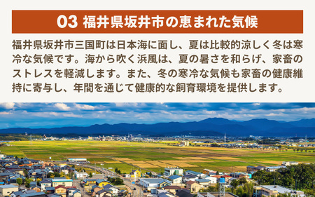 【先行予約】はんすうカップアイス チーズ【アイス ジェラート ひんやりスイーツ スイーツ デザート お菓子 洋菓子 詰め合わせ 食べ比べ ご褒美アイス 贈答 お歳暮】【2025年12月上旬より順次発送
