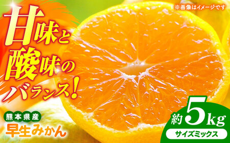 【先行予約】 早生みかん 2S-2L 約5kg みかん 蜜柑 柑橘 フルーツ 果物 【日本フルーツ株式会社】[ZFJ057]
