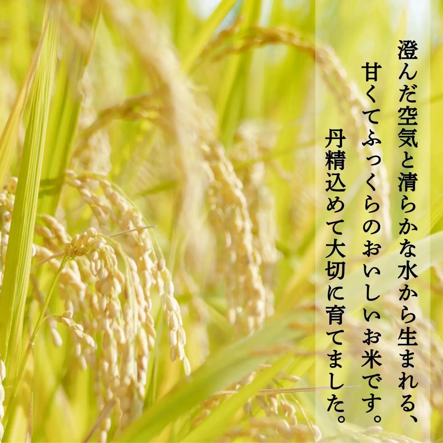 玄米 【10kg】 令和7年産 コシヒカリ 長野県産 【小林農園】7-87