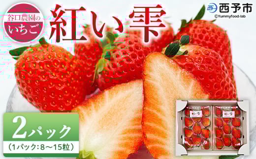 2026年発送＜谷口農園のいちご「紅い雫」約500g（約250g×2パック）西予市 宇和町産＞ イチゴ 果物 フルーツ ストロベリー ジューシー 特産品 株式会社フジ・アグリフーズ 愛媛県 西予市【冷蔵】
