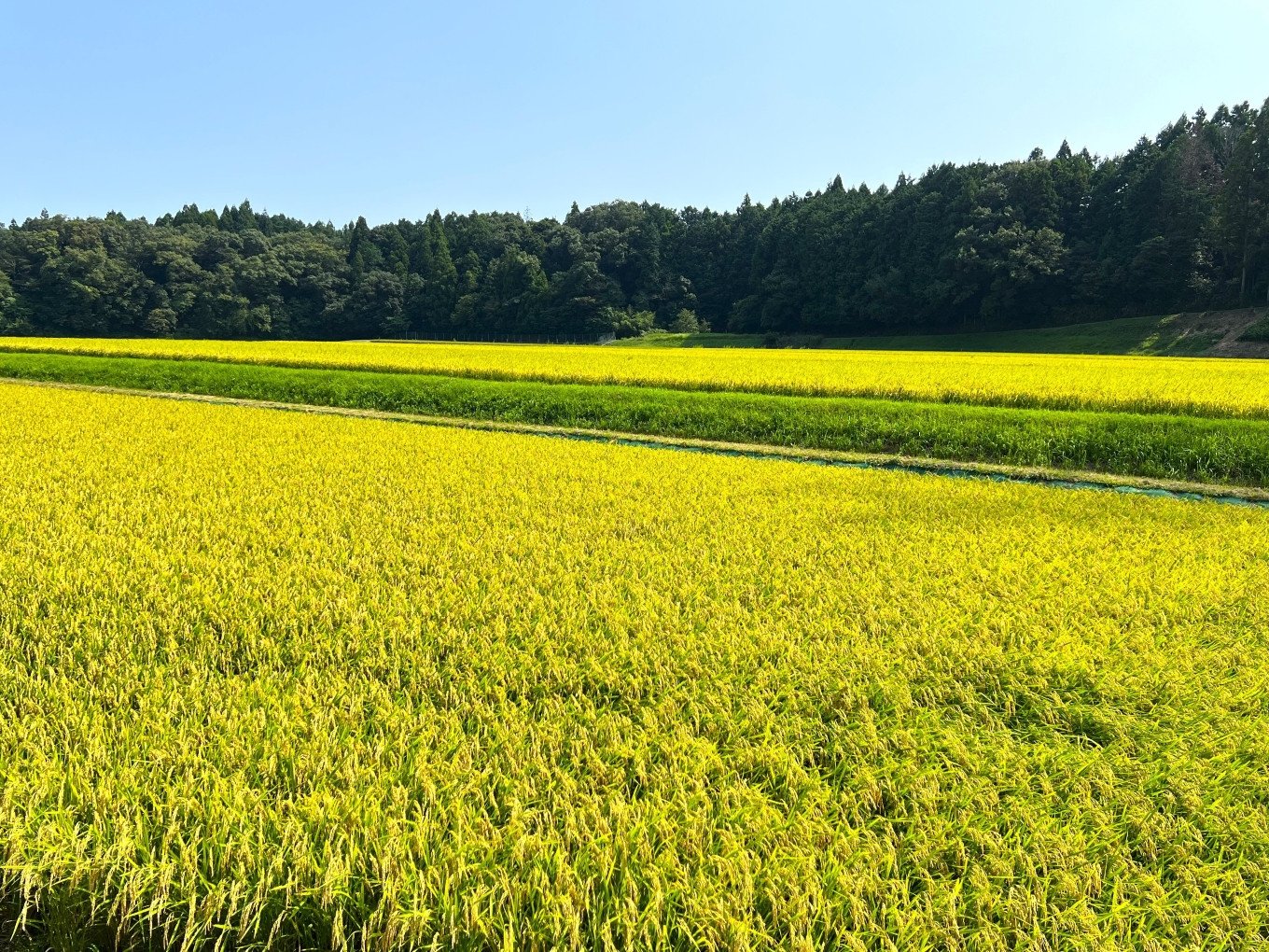 【令和6年度】＜先行予約＞鈴鹿山麓の銘水が育てた米、米どころ三重県産小山田地区「こしひかり」20kg