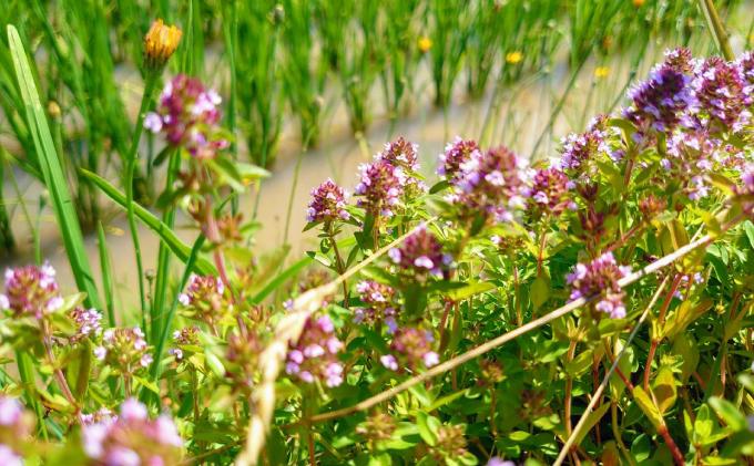 3ヶ月毎にお届け［4回定期便］ハーブと育った省農薬の特別栽培もち米「風の子もち」5kg×1【北海道美深町】長谷川農園