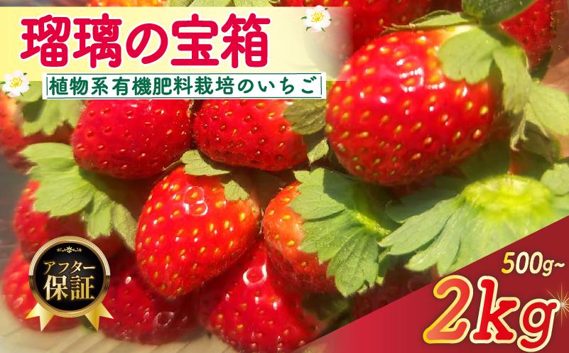 
            先行予約 【有機JAS規格】 いちご 瑠璃の宝箱 選べる 内容量 500g 1kg 2kg 《2026年2月～5月発送》 有機 JAS 植物系有機肥料 イチゴ 苺 オーガニック ストロベリー ベリー フルーツ アレンジ ケーキ スイーツ ジャム デザート 果物 甘い 国産 ブランド 新鮮 産地 直送 フレッシュ 人気 おすすめ ふるさと納税 京都 八幡 八幡市 かみむら農園 
          