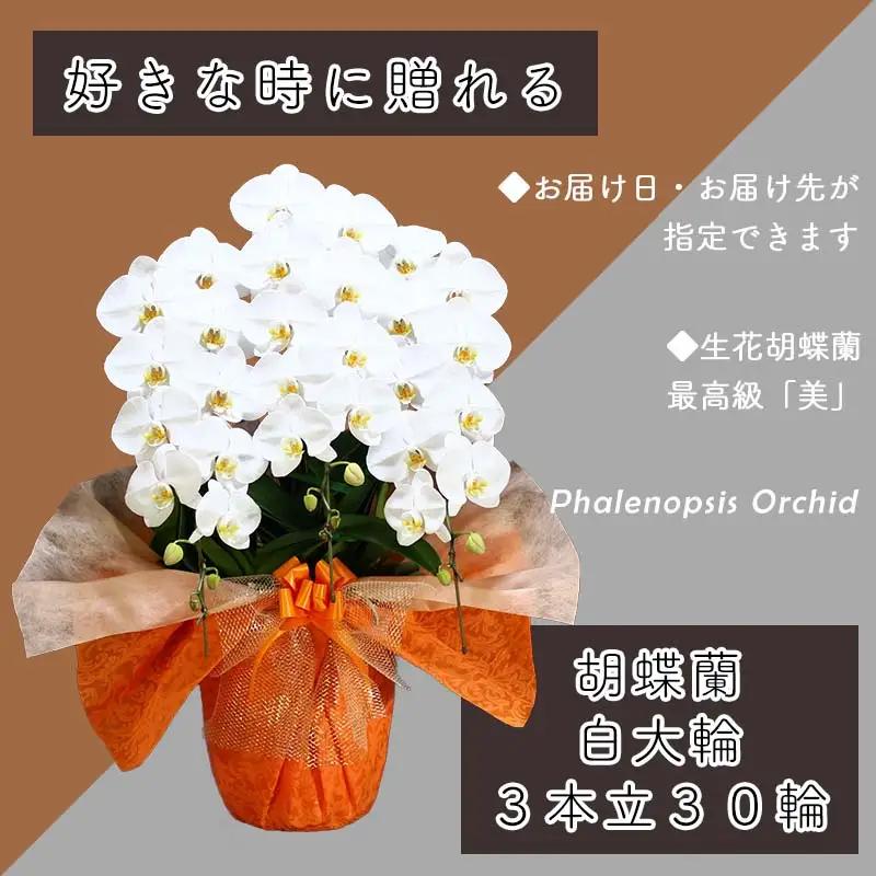3本立て 胡蝶蘭 30輪～33輪 白色【木製大型木札 または メッセージカード 付き】