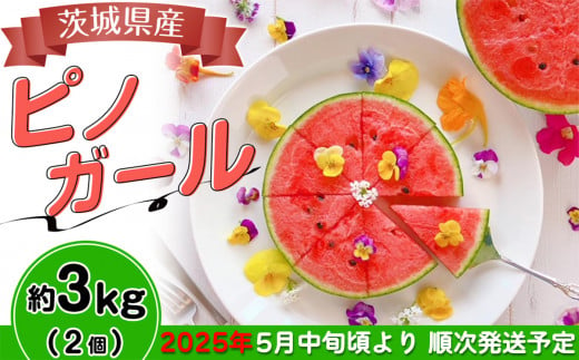 【先行予約】茨城県産ピノガール約3kg（2個）【2025年5月中旬～6月中旬ごろ発送予定】【 スイカ 西瓜 果物 くだもの フルーツ 国産 季節限定 人気 贈り物 お取り寄せ プレゼント 厳選 デザート 】