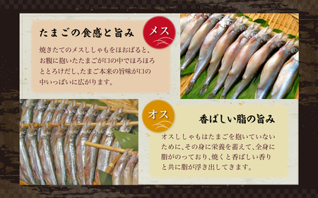 北海道産生干ししゃもセット（メス・オス各20尾） MKWAE001 | ししゃも