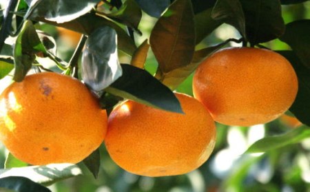 【訳あり・ご家庭用】和歌山由良町産のみかん約10kg　※2024年12月上旬～2024年12月下旬頃に発送予定（お届け日指定不可）【tec878A】
