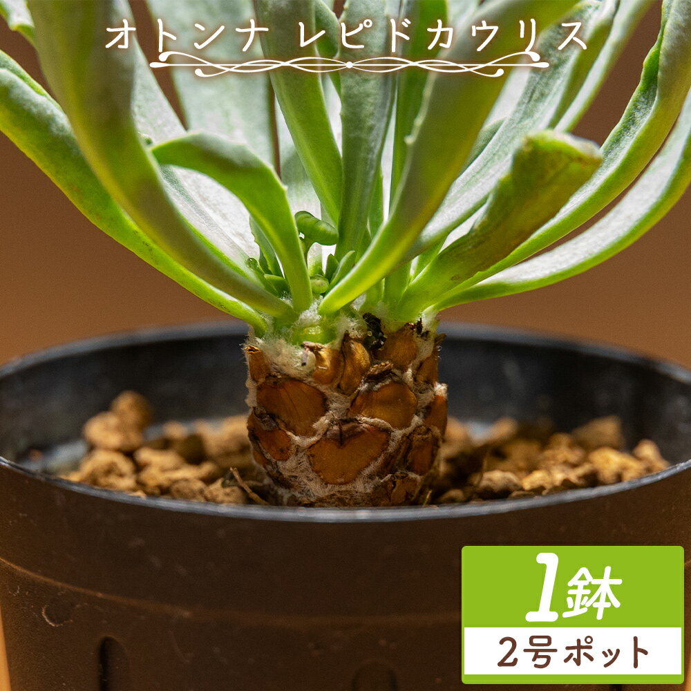 【ふるさと納税】オトンナ レピドカウリス 1鉢（2号ポット）- 塊根植物 植物 鱗模様 強健種 オトンナ属 育てやすい インテリア ナチュラル 自然 グリーン 観葉植物 おしゃれ 癒し かわいい 多肉植物 サキュレントフィールド Succulent field 高知県 香南市 【常温】 cc-0005