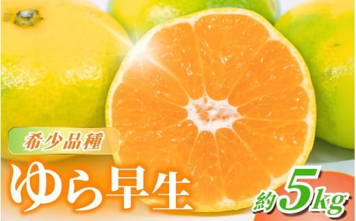 【2025年秋頃発送予約分】＼農家直送／甘くて濃厚！希少品種 ご家庭用 ゆら早生みかん　約5kg　サイズ混合　※2025年10月中旬で申込締切　※2025年10月上旬より順次発送予定（お届け日指定不可） / みかん ミカン 有田みかん 温州みかん 柑橘 有田 和歌山 産地直送  くだもの 果物 フルーツ 柑橘類 和歌山 すさみ町【nuk109D】