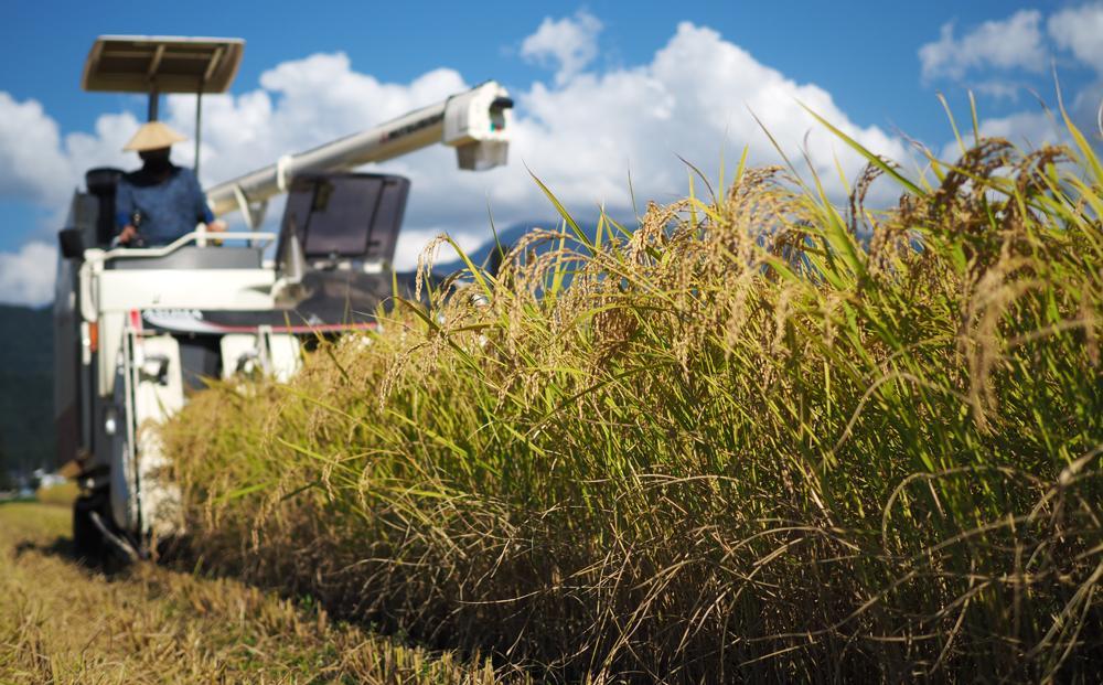【令和5年産】南魚沼産こしひかり精選玄米30kg