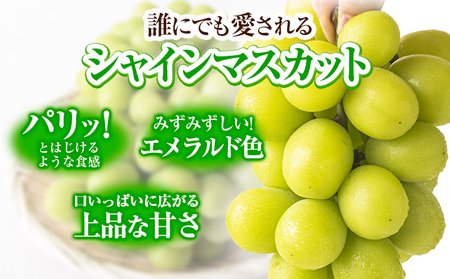 【先行予約】 シャインマスカット 岡山 約650g 1房 厳選 旬 ぶどう ブドウ 葡萄 マスカット 果物 フルーツ ギフト 岡山県 笠岡市 訳あり クール便 爽やか 贅沢《2024年9月中旬～11月