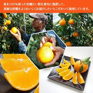 山徳農園「まどんな」4kg（数量限定） MYT0003