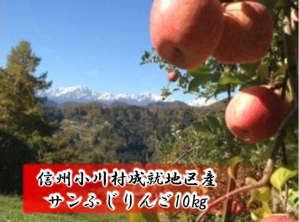 
411＊信州成就地区限定　サンふじりんご限定10キロ
