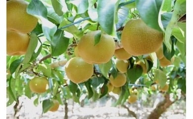 0010-004  富士見市産の梨（幸水）【オンライン決済限定】