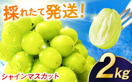 【2026年発送 先行予約】シャインマスカット 2kg / 佐賀県 / リフルット株式会社 [41ABAA014]