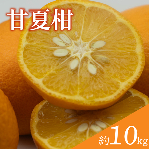 【訳あり】 甘夏柑 約10kg 【順次発送中】 | みかん 甘夏 あまなつ 蜜柑  柑橘 果物 くだもの フルーツ みかん ミカン mikan mican 不揃い 傷 ワケアリ 訳アリ 愛媛県 松山市 【VEG112】