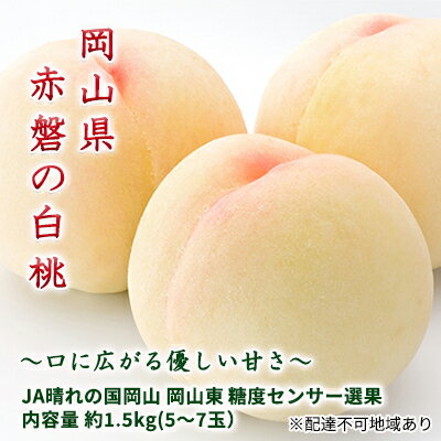 【ふるさと納税】桃 2026年 先行予約 赤磐の 白桃 約1.5kg 5～7玉 JA晴れの国 糖度センサー選果 もも モモ 岡山県 赤磐市産 国産 フルーツ 果物 ギフト デザート 果肉 　お届け：2026年7月上旬～2026年8月上旬