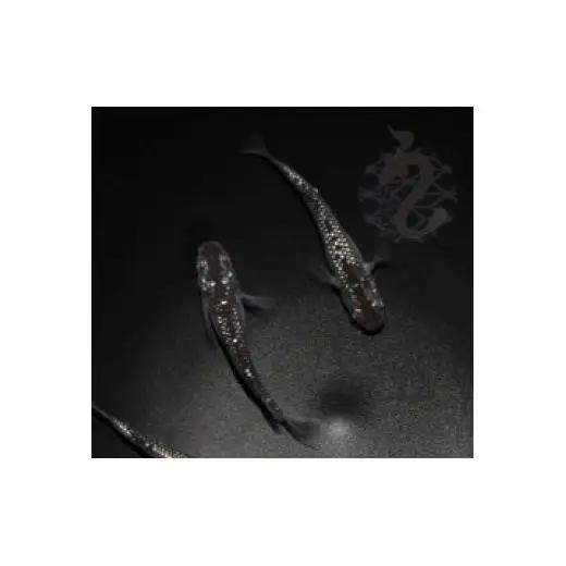 メダカ「クラウドグレーダイヤ」3ペア