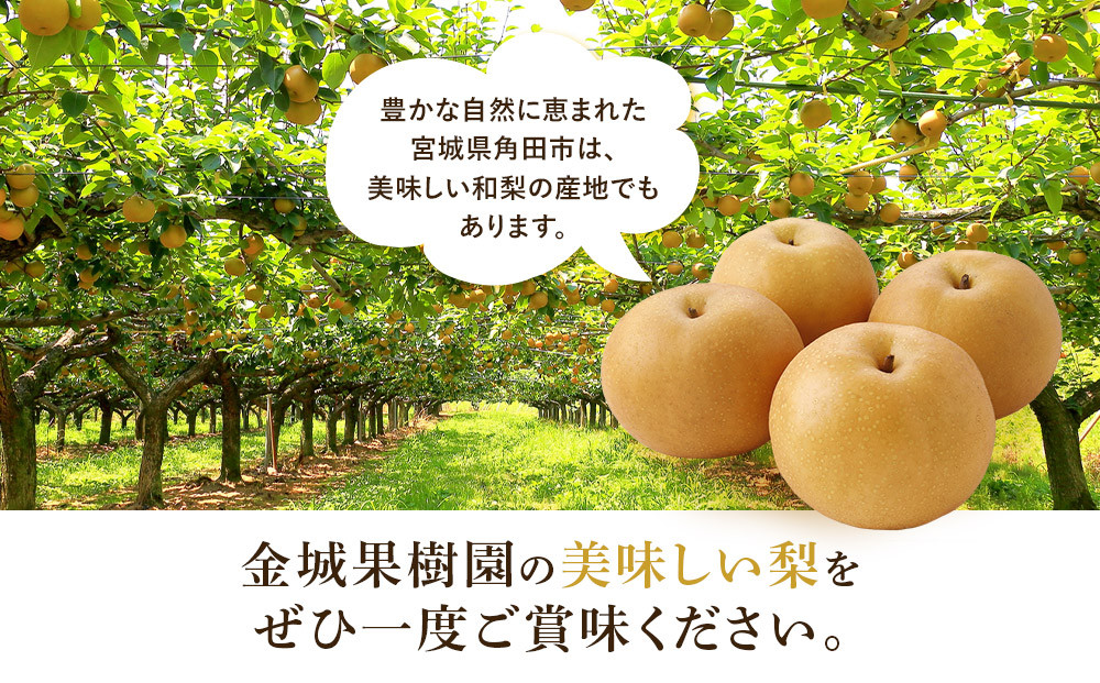 【訳あり／2026年先行予約】金城果樹園　梨「幸水」約5kg（10～16玉入）2026年8月中旬～順次発送