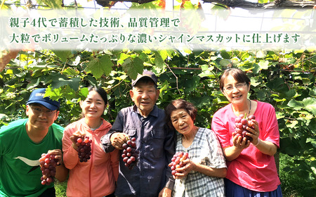 【先行予約】 創業68年 戸田果樹園より朝採れ直送 ＜家庭用＞ 「シャインマスカット」 約2㎏（3～4房） 2025年9月上旬～9月下旬発送