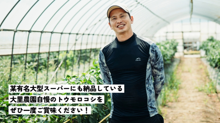 【 先行予約 2025年6月下旬以降発送 】【農家直送】 朝採り ！ トウモロコシ （ ゴールドラッシュ ）1箱 約 6㎏ （13～17本 入り） とうもろこし スイートコーン 産地直送 期間限定 甘