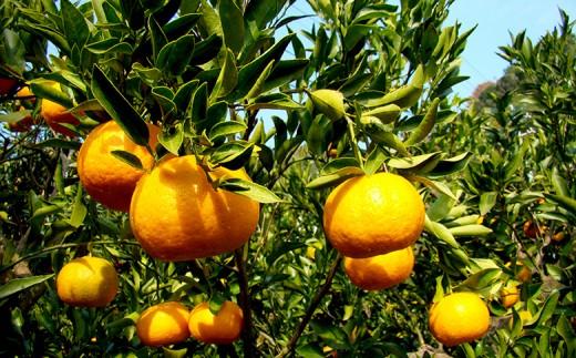 【早期予約】 訳あり ぽんかん 家庭用 5kg | サイズ 混合 みかん 蜜柑 柑橘 高知県 須崎市 ME025