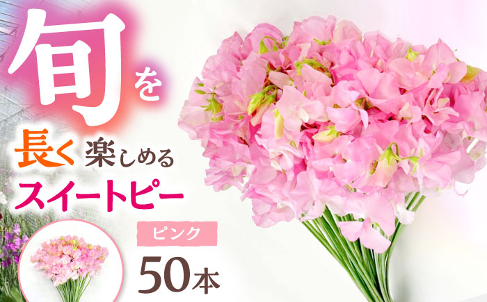 【R7年度12月以降発送】【生産農家直送！】スイートピー 花束 50本（ピンク）【木下農園】生花 [IBW002]