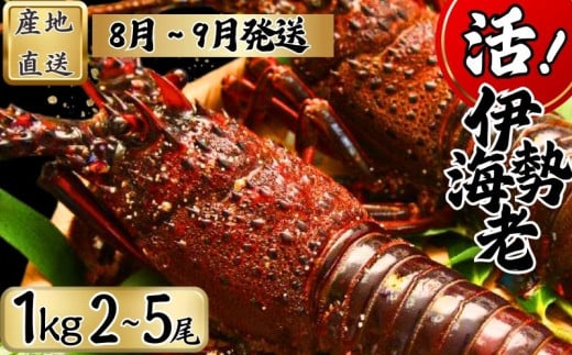 【8月上旬～9月下旬発送】 【漁師直送／生】 伊勢海老 （１kg／２〜５尾） 銚子港 水揚げ  魚介 海鮮 伊勢海老 伊勢エビ いせえび 海老 エビ 刺身 ボイル バーベキュー お祝い 高級 人気 新鮮 贈答 ギフト お取り寄せ グルメ 産地直送 濃厚 身 送料無料 ふるさと納税 千葉県銚子市 仲野水産 										