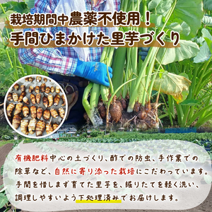 里芋 「餅っちり芋」 1kg 令和7年産 新鮮 採りたて 希少 里芋 特産品 里芋 里芋 里芋 tsuguchan003