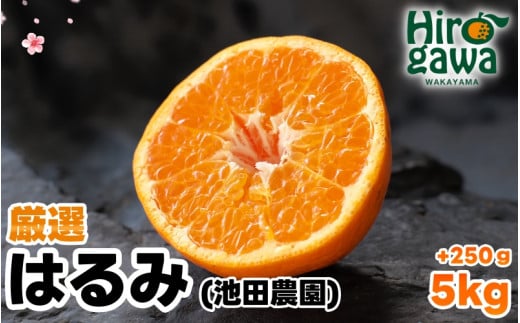 はるみ 厳選 5kg+250g（痛み補償分） 光センサー / デコポン 姉妹品種 甘い 高級 和歌山 有田 柑橘 ※2月上旬〜3月下旬に順次発送予定 ※北海道・沖縄・離島への配送不可 【ikd013-p-5B】