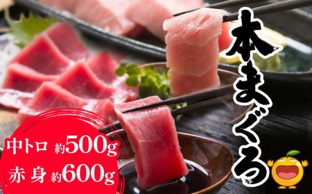 本まぐろ 中トロ 約500g・赤身 約600gセット 鮪 海鮮丼 刺し身 刺身 盛り合わせ 冷凍 魚の刺身 大分県産 九州産 津久見市 国産【tsu000309】